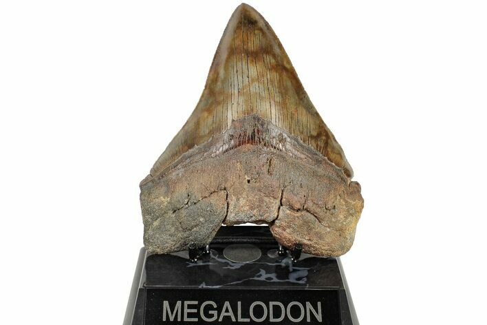 Serrated, Fossil Megalodon Tooth - Colorful Enamel #204590